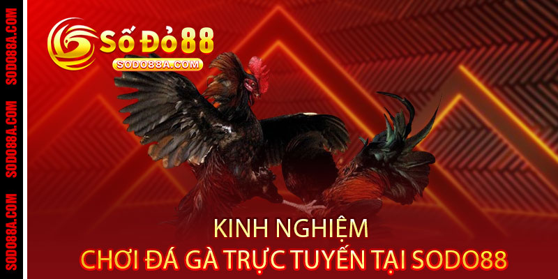Đá Gà Sodo88 - Cược chất, thắng đậm, xem đã - Một chạm rinh tiền triệu
