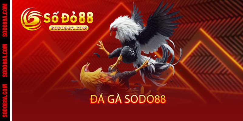 ĐÁ GÀ - sodo88 ĐÁ GÀ - sodo88