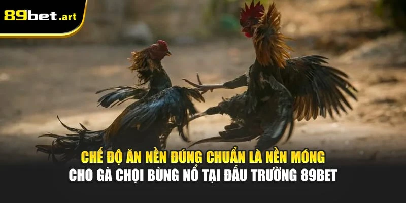 Gà Chọi Ăn Gì Sung Khỏe Và Tăng Bo Đá - Chia Sẻ Từ 89Bet