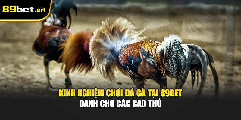 Đá Gà 89Bet - Trận Đấu Đỉnh Cao, Thắng Lớn Mỗi Ngày