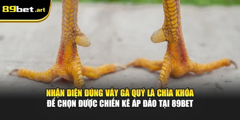 Vảy Gà Quý - Nhận Diện Chiến Kê Khả Năng Thắng Cao Tại 89Bet