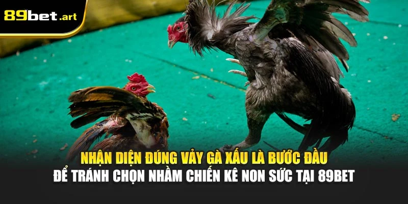 Các Loại Vảy Gà Xấu Nên Tránh Khi Chọn Chiến Kê Từ 89Bet
