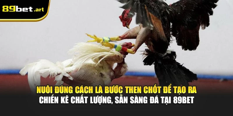 Gà Chọi Ăn Gì Sung Khỏe Và Tăng Bo Đá - Chia Sẻ Từ 89Bet
